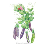 Sugar Magnolia Snap Pea Seeds
