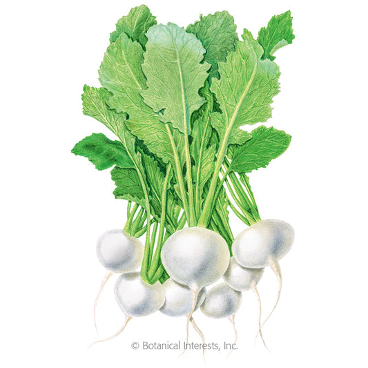 Market Express Turnip Seeds Product Image