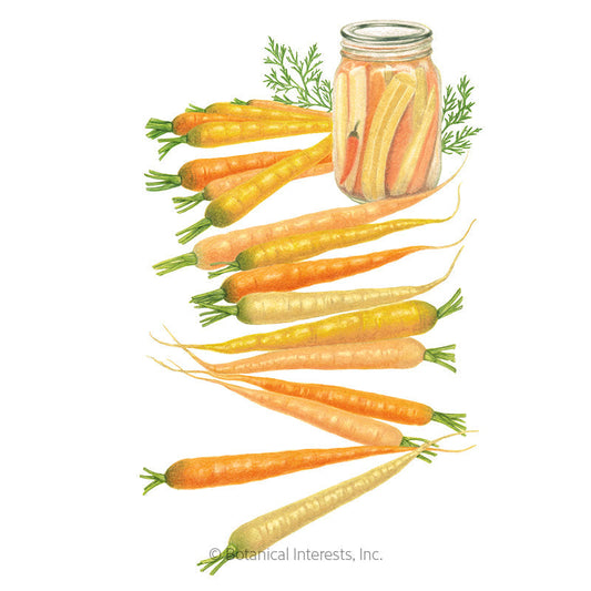 Rainbow Carrot Seeds Product Image