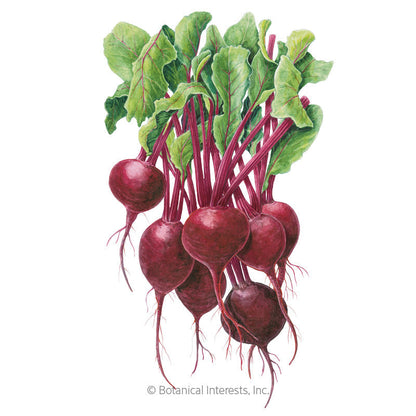Robin Beet Seeds Product Image
