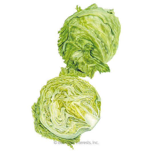 Great Lakes 118 Crisphead Lettuce Seeds