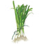 White Lisbon Bunching/Scallion Onion Seeds