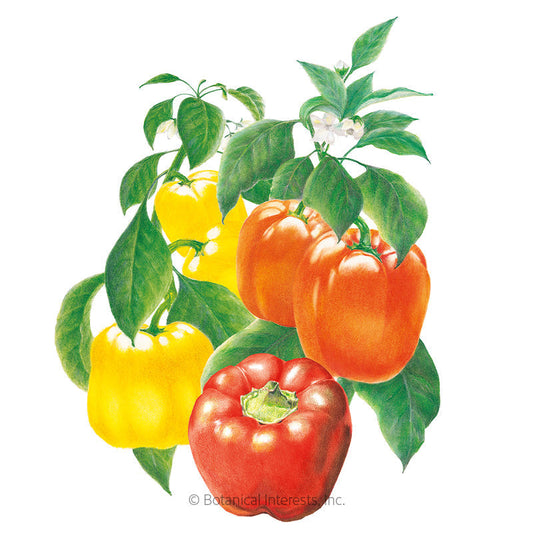 Sweet Bell Blend Sweet Pepper Seeds Product Image