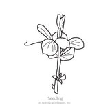 Oregon Sugar Pod II Snow Pea Seeds