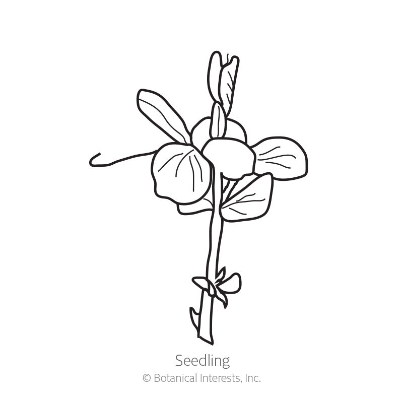 Green Arrow Shelling Pea Seeds