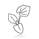 Jack O'Lantern Pumpkin Seeds