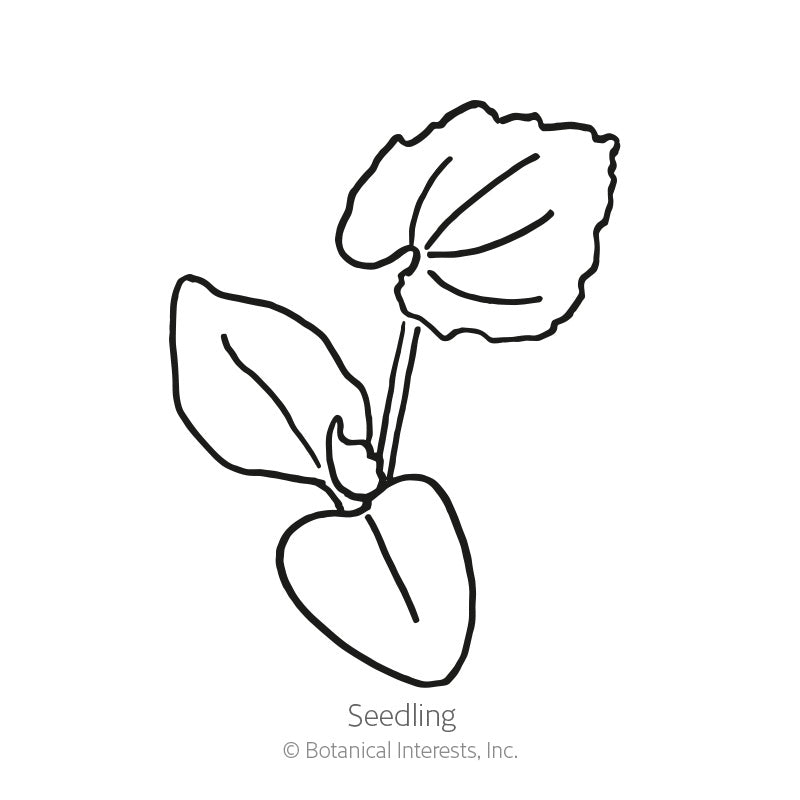 Jack O'Lantern Pumpkin Seeds