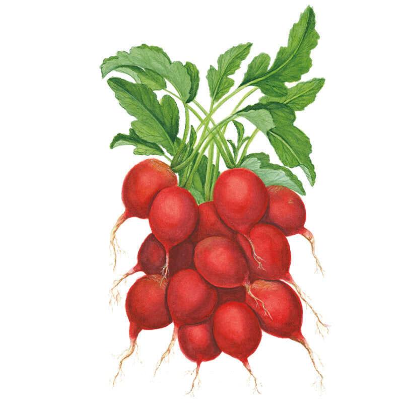 Botanical Interests Cherry Belle Radish Seeds - Thumbnail 4