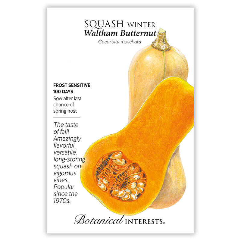 Botanical Interests Waltham Butternut Winter Squash Seeds - Thumbnail 2