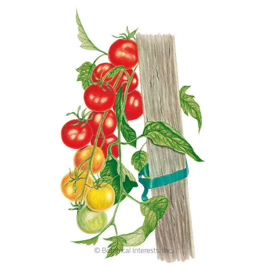 Gardener's Delight Pole Cherry Tomato Seeds Product Image