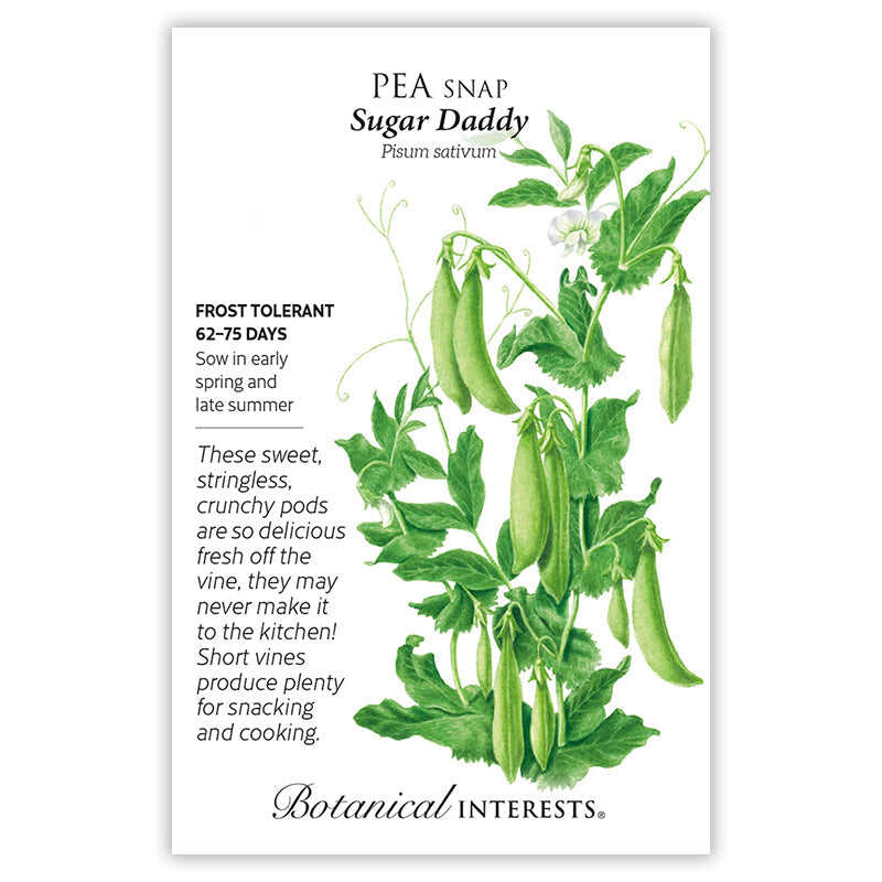 planting snap pea seeds Sugar Daddy Snap Pea Seeds