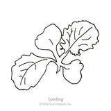 Purple Top White Globe Turnip Seeds