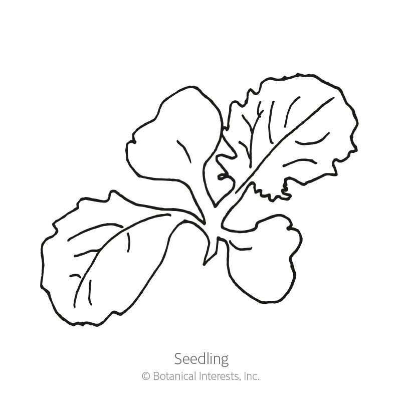 Purple Top White Globe Turnip Seeds