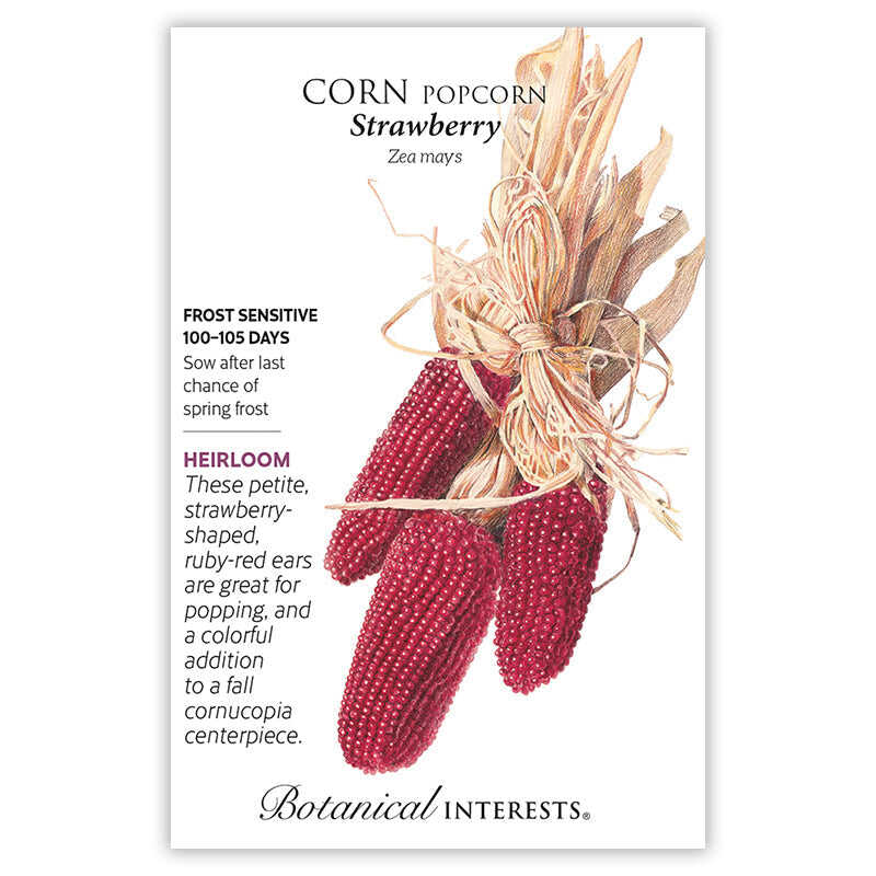 popcorn seeds to plant Strawberry Popcorn Corn Seeds