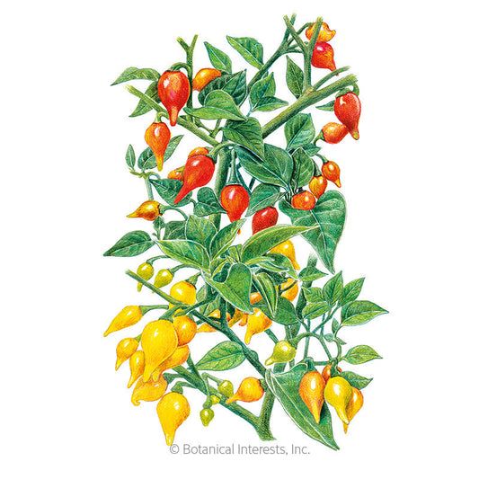 Red and Yellow Blend Biquinho Chile Pepper Seeds Product Image