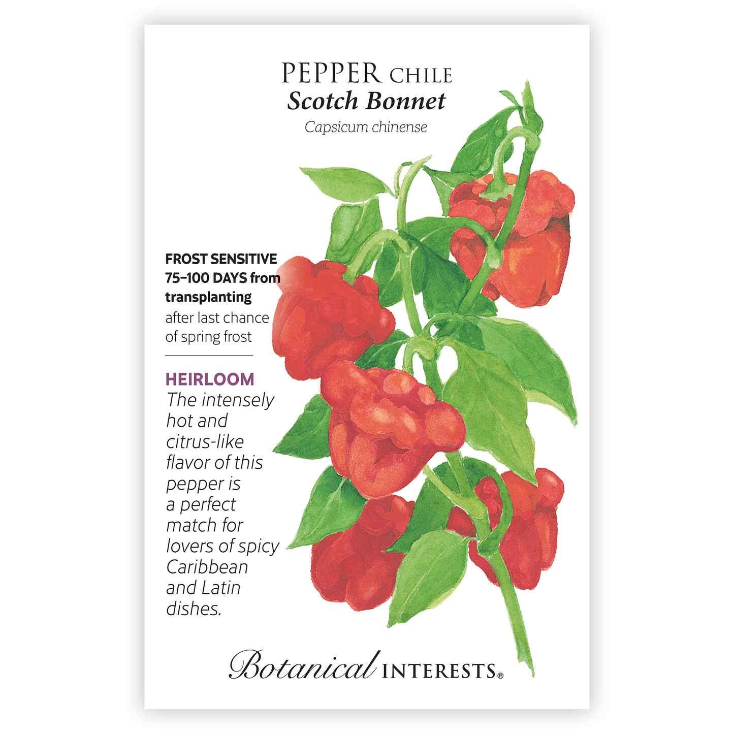 plant scotch bonnet pepper seeds Scotch Bonnet Chile Pepper Seeds