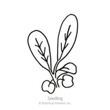 Arugula/Rocket Seeds