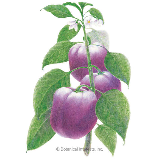 Purple Beauty Sweet Pepper Seeds