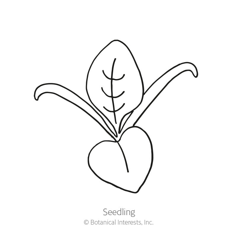 Spinach Baby Greens Seeds Product Image