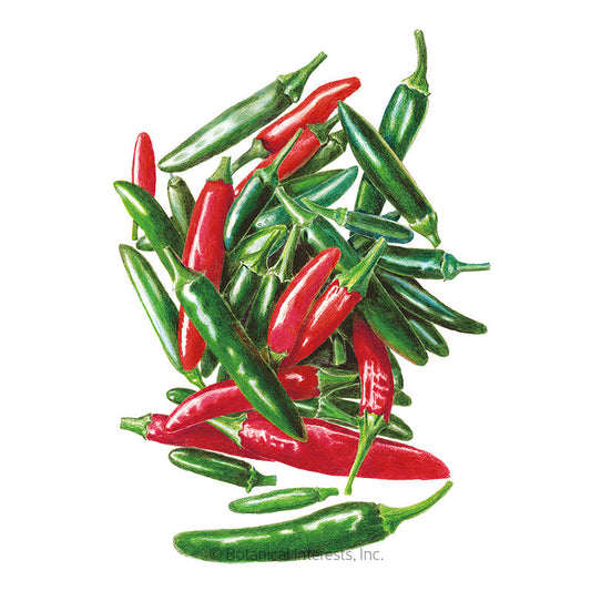 Serrano Chile Pepper Seeds Product Image