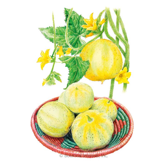 Lemon Cucumber Seeds Product Image
