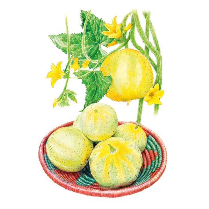 Lemon Cucumber Seeds