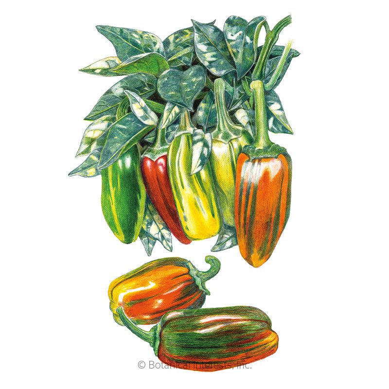 Candy Cane Chocolate Cherry Sweet Pepper Seeds Product Image