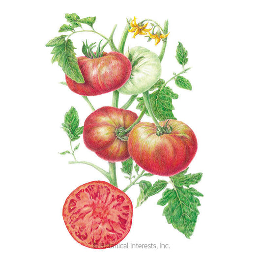 Cherokee Carbon Pole Tomato Seeds