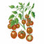 Chocolate Sprinkles Pole Cherry Tomato Seeds