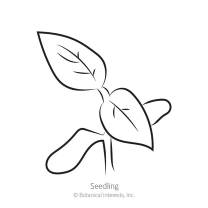 Patio Choice Yellow Bush Cherry Tomato Seeds