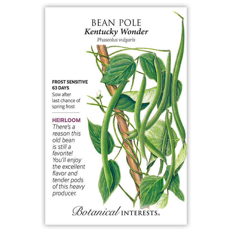 Botanical Interests Kentucky Wonder Pole Bean Seeds - Thumbnail 3