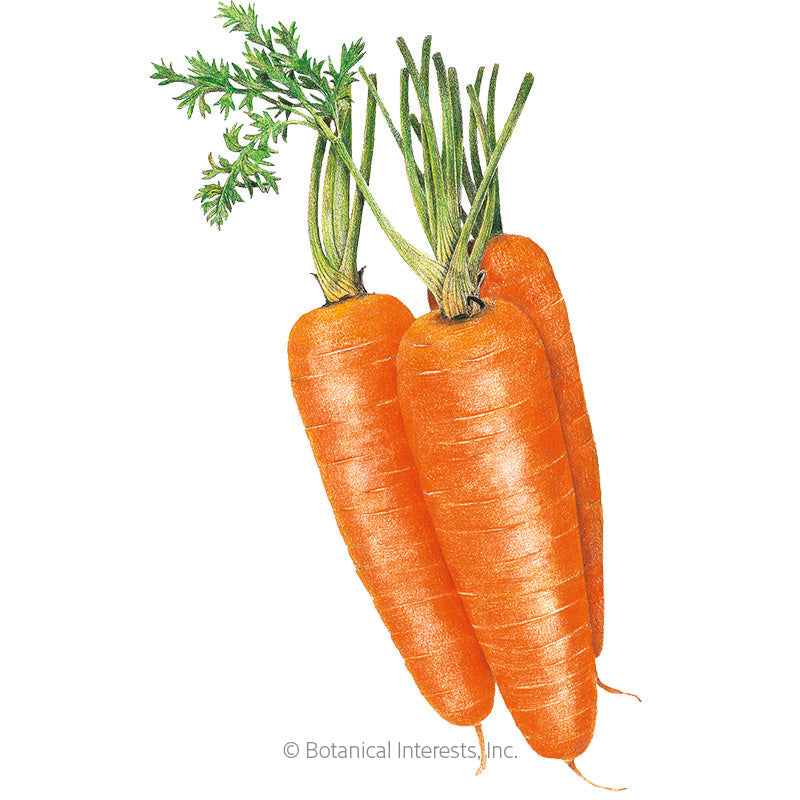 Shin Kuroda Carrot Seeds