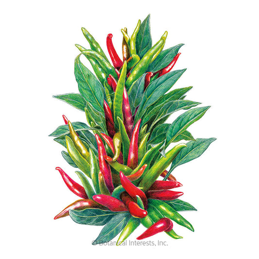 Santaka Chile Pepper Seeds Product Image