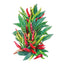 Santaka Chile Pepper Seeds