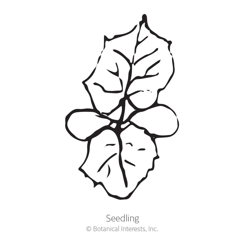 Number One Bitter Melon Seeds Product Image