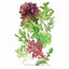 Chef's Choice Mesclun Lettuce Seeds