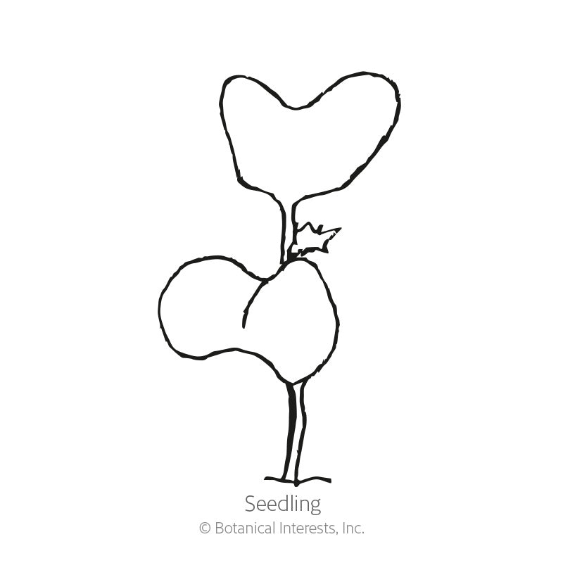 Premier Blend Kale Seeds