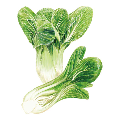 Bok Choy Choko Seeds