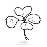 Bok Choy Choko Seeds