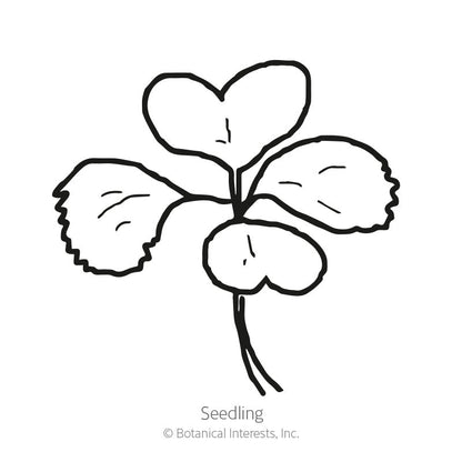 Bok Choy Choko Seeds