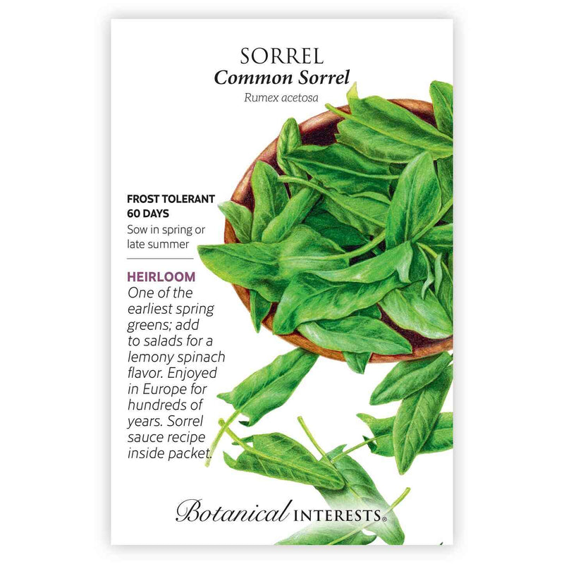sorrel seeds for planting Common Sorrel Seeds