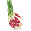Italian Red of Florence Bunching/Scallion Onion Seeds Product Image