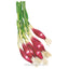 Italian Red of Florence Bunching/Scallion Onion Seeds