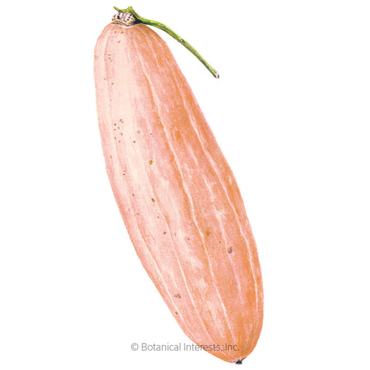 Pink Banana Winter Squash Seeds Product Image