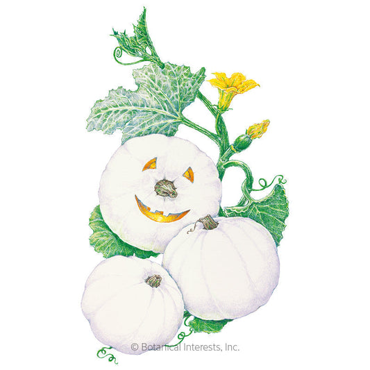 Lumina Pumpkin Seeds Product Image