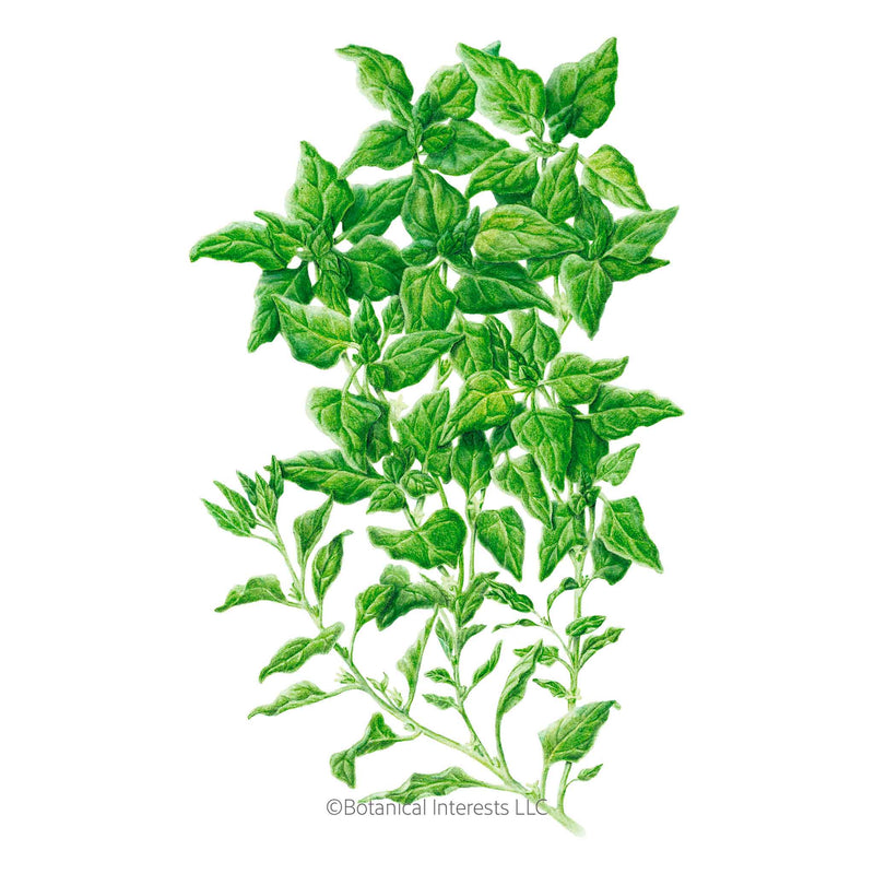 New Zealand Spinach Seeds
