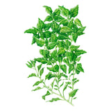 New Zealand Spinach Seeds