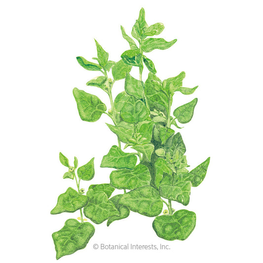 New Zealand Spinach Seeds Product Image