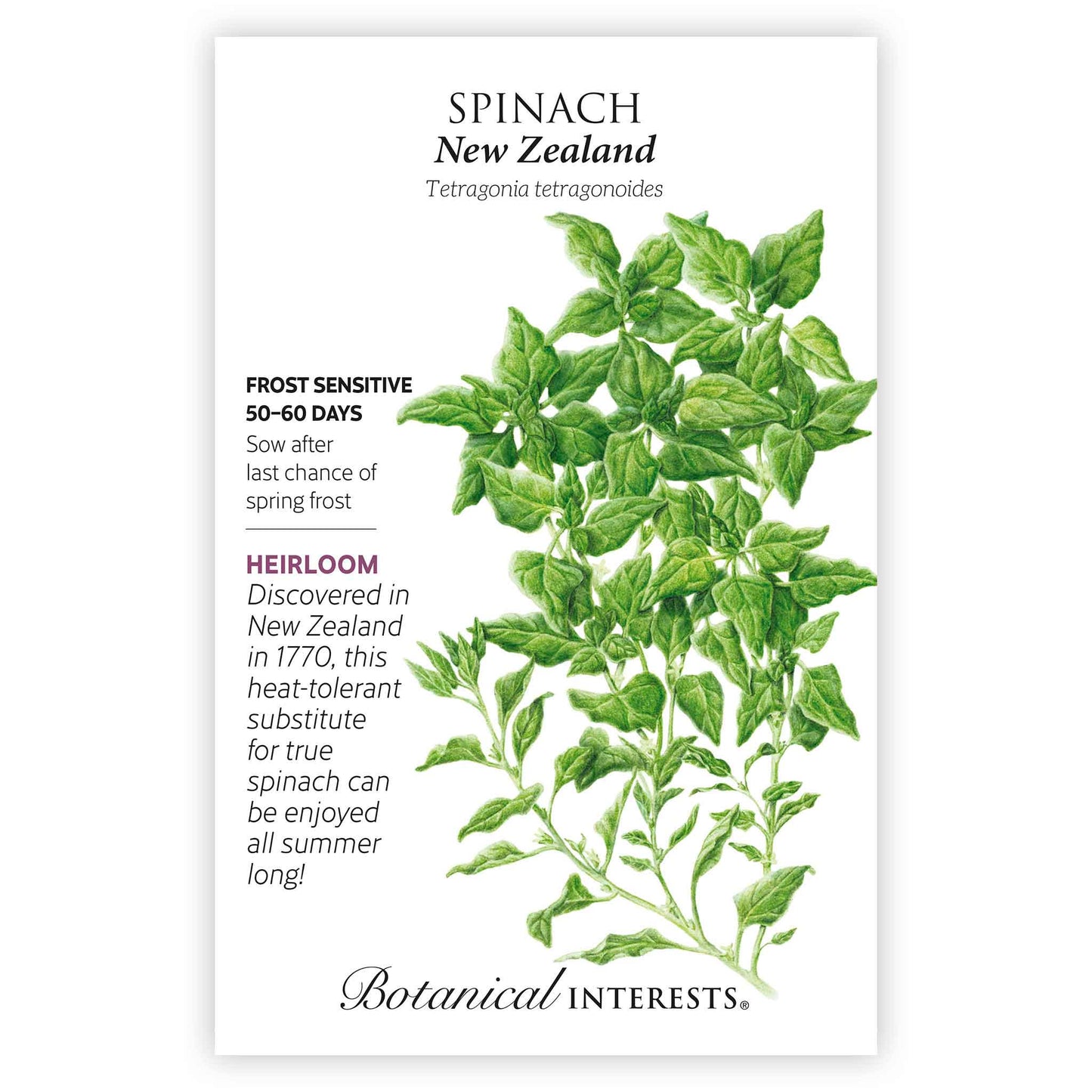 New Zealand Spinach Seeds