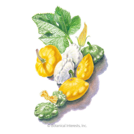 Scallop Blend Summer (Patty Pan) Squash Seeds